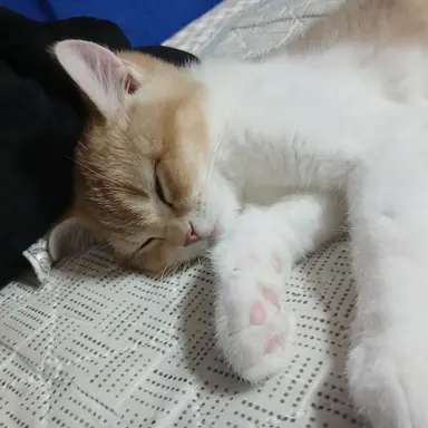 Profile image of 여자친구