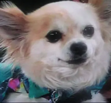 Profile image of Ms. Chesterfield