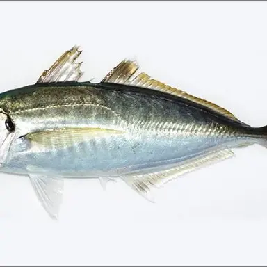 Profile image of 魚