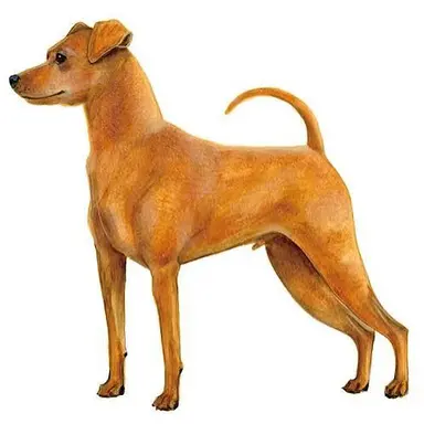 Profile image of 犬