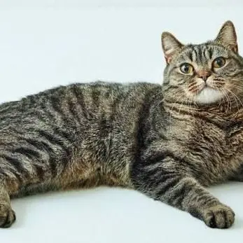 Profile image of 猫