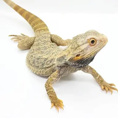 Profile image of トカゲ