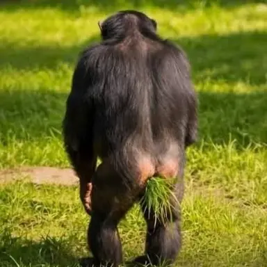 Profile image of 중부 고블린