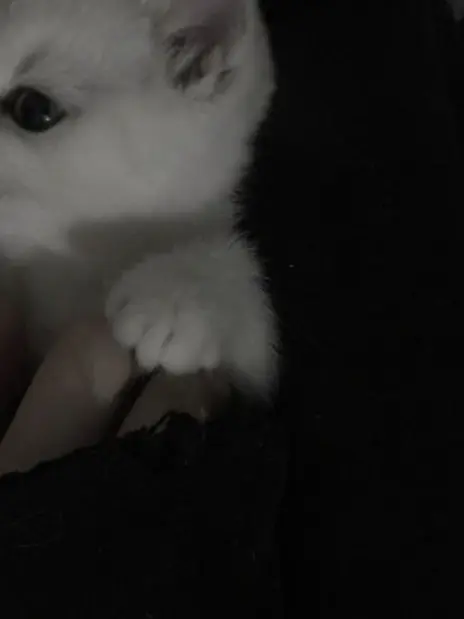 ._.Dise의 兄妹　で　、　暮らす