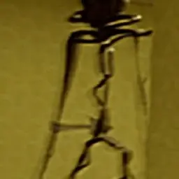 Profile image of バクテリア