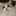 고양이
