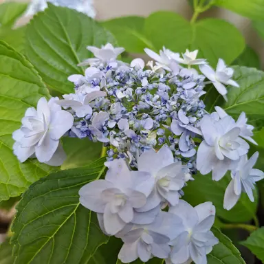 Profile image of あお