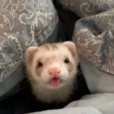 Profile image of Poppu