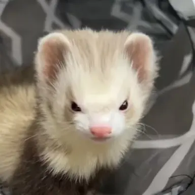 Profile image of Poppu