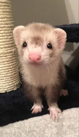 Profile image of Poppu