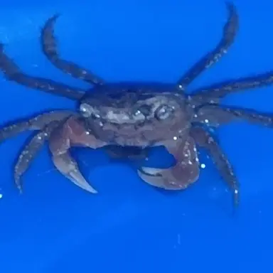 Profile image of カニ