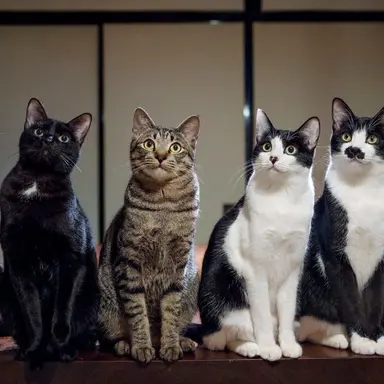 Profile image of 猫達