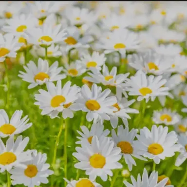 Profile image of 白虎