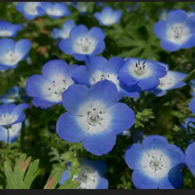 Profile image of 青龍