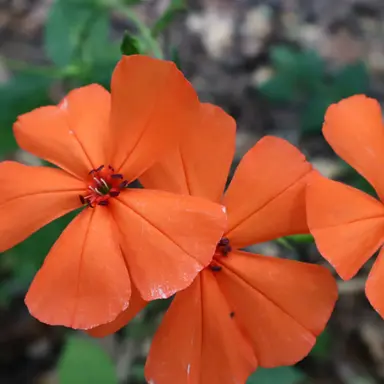 Profile image of 朱雀