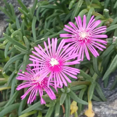 Profile image of 뜰팁 조직