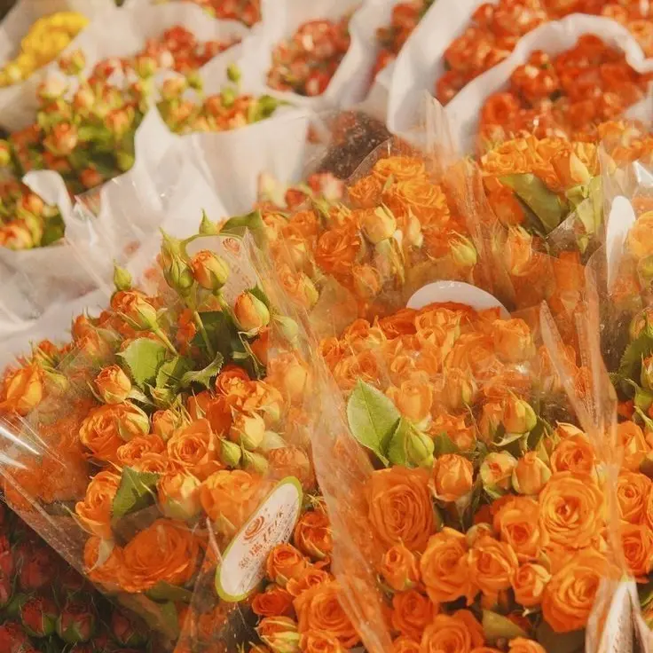 _Kim_RIGO_의 코마