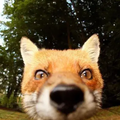 Profile image of 여우