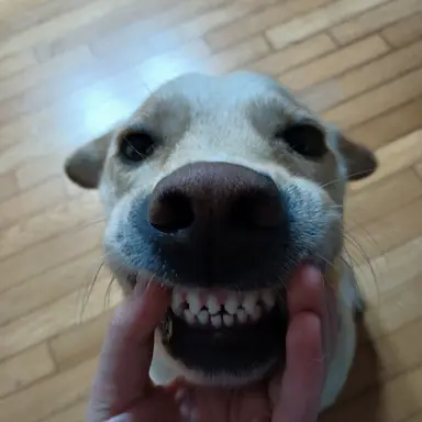 Profile image of 감독