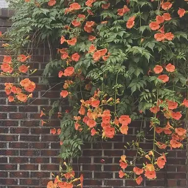 Profile image of 니노 선데이