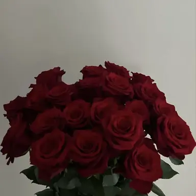 Profile image of 코요 템페스트