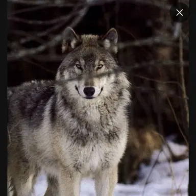 Profile image of 늑대