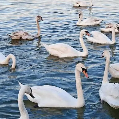 Profile image of 수컷 백조 무리들