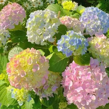 Profile image of 수국