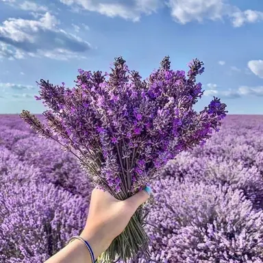 Profile image of 라벤더