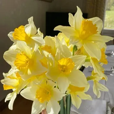 Profile image of 수선화