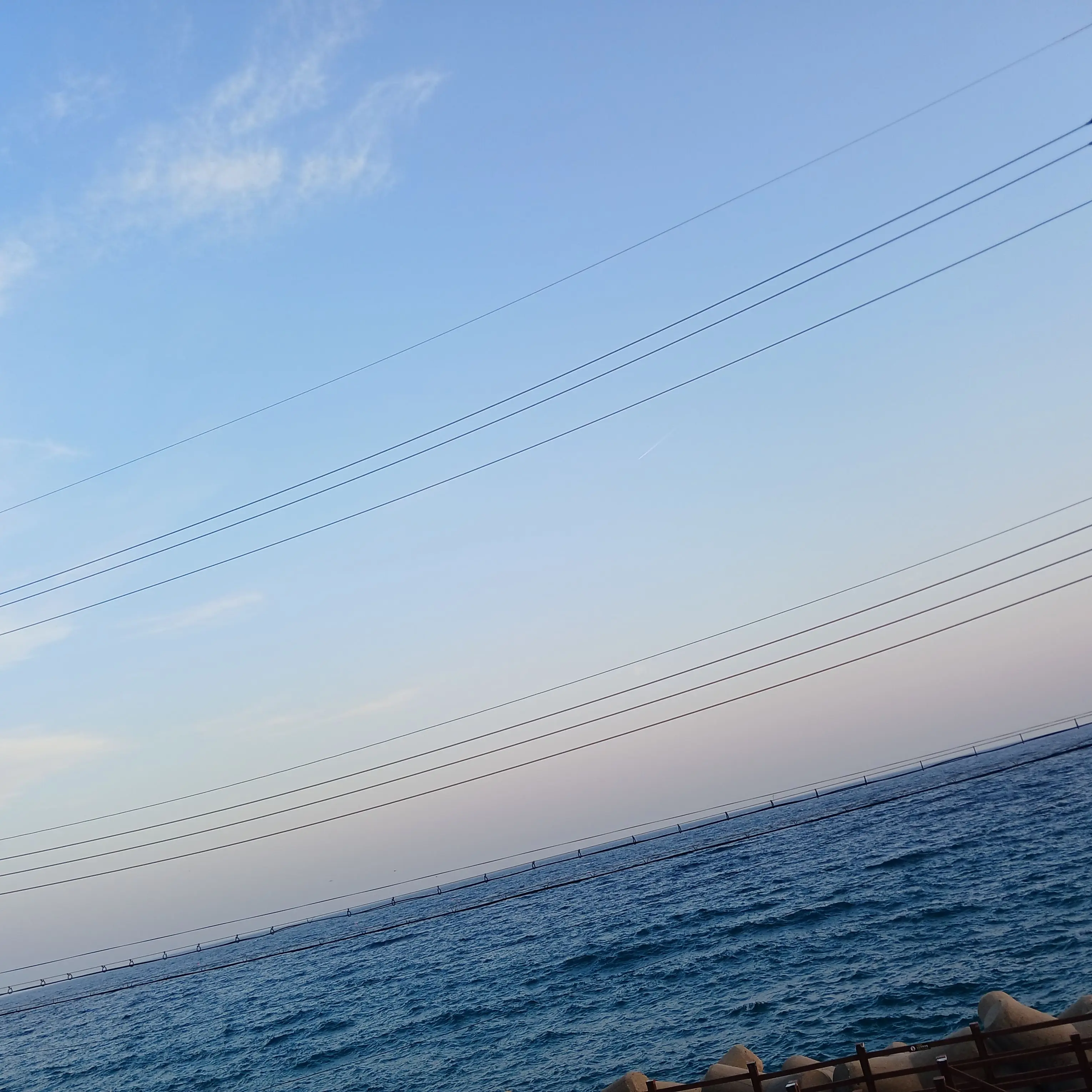 26year의 늑대를 주은 팀나빠