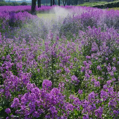 Profile image of 방울