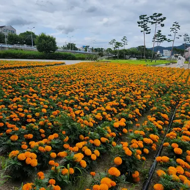 Profile image of 세인트릴리 쿠키