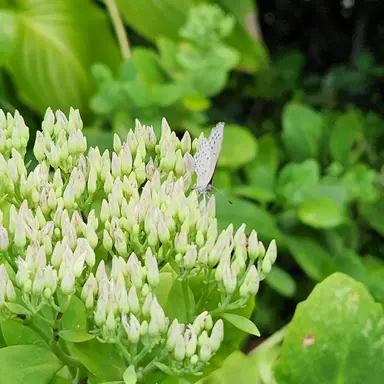 Profile image of 수은기사맛 쿠키