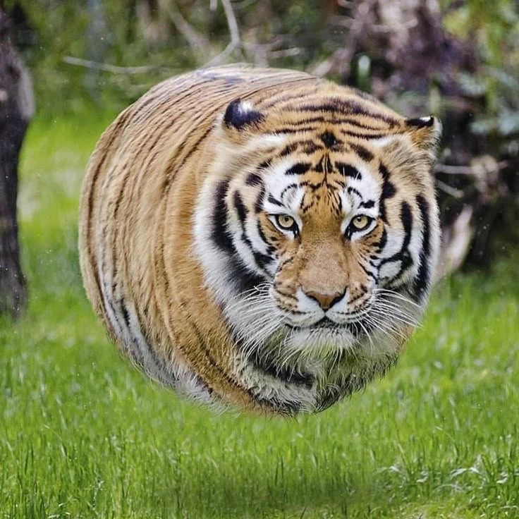 이반