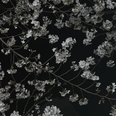 Profile image of 채송