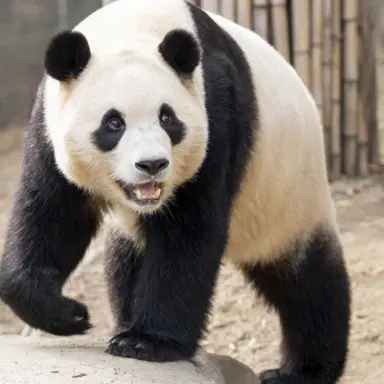 Profile image of 판다