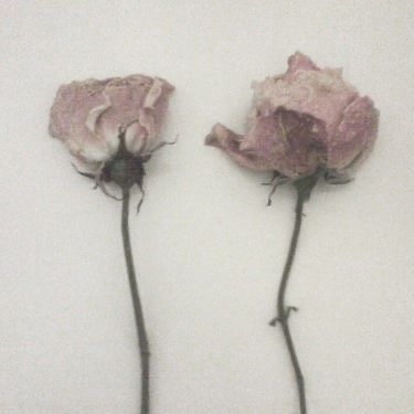 :|| 대표 이미지
