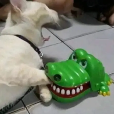 princes의 악어한테 물린 고양이