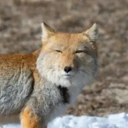 Profile image of Isania Haku
