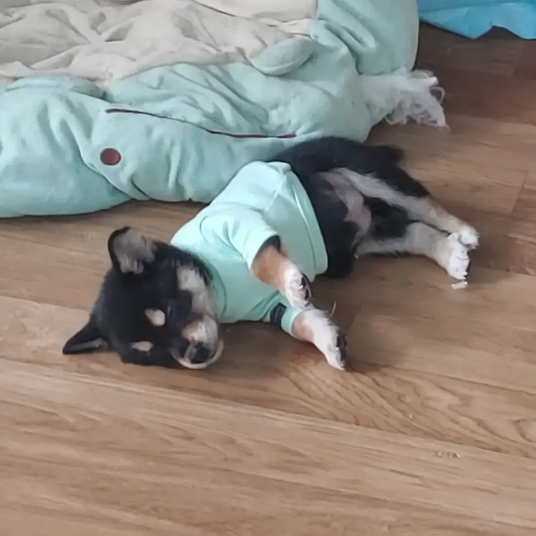 ElEl4587의 알파드라이브원