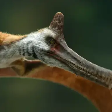 Profile image of 구이드라코