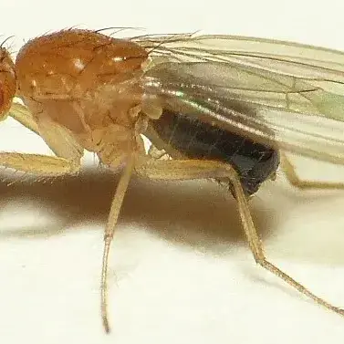 Profile image of 초파리
