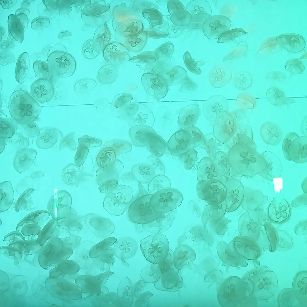jellyfish.397.의 おにーさん
