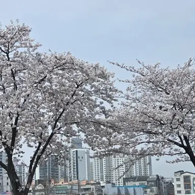 Profile image of 할리퀸