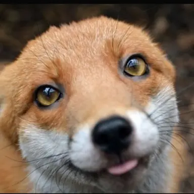 Profile image of 狐