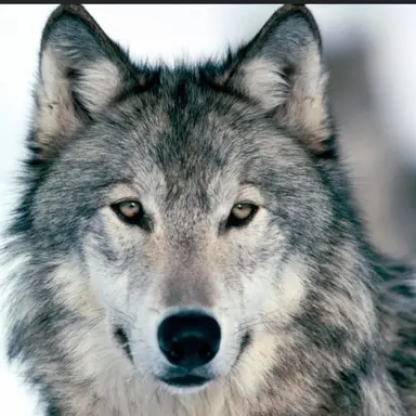 Profile image of 狼