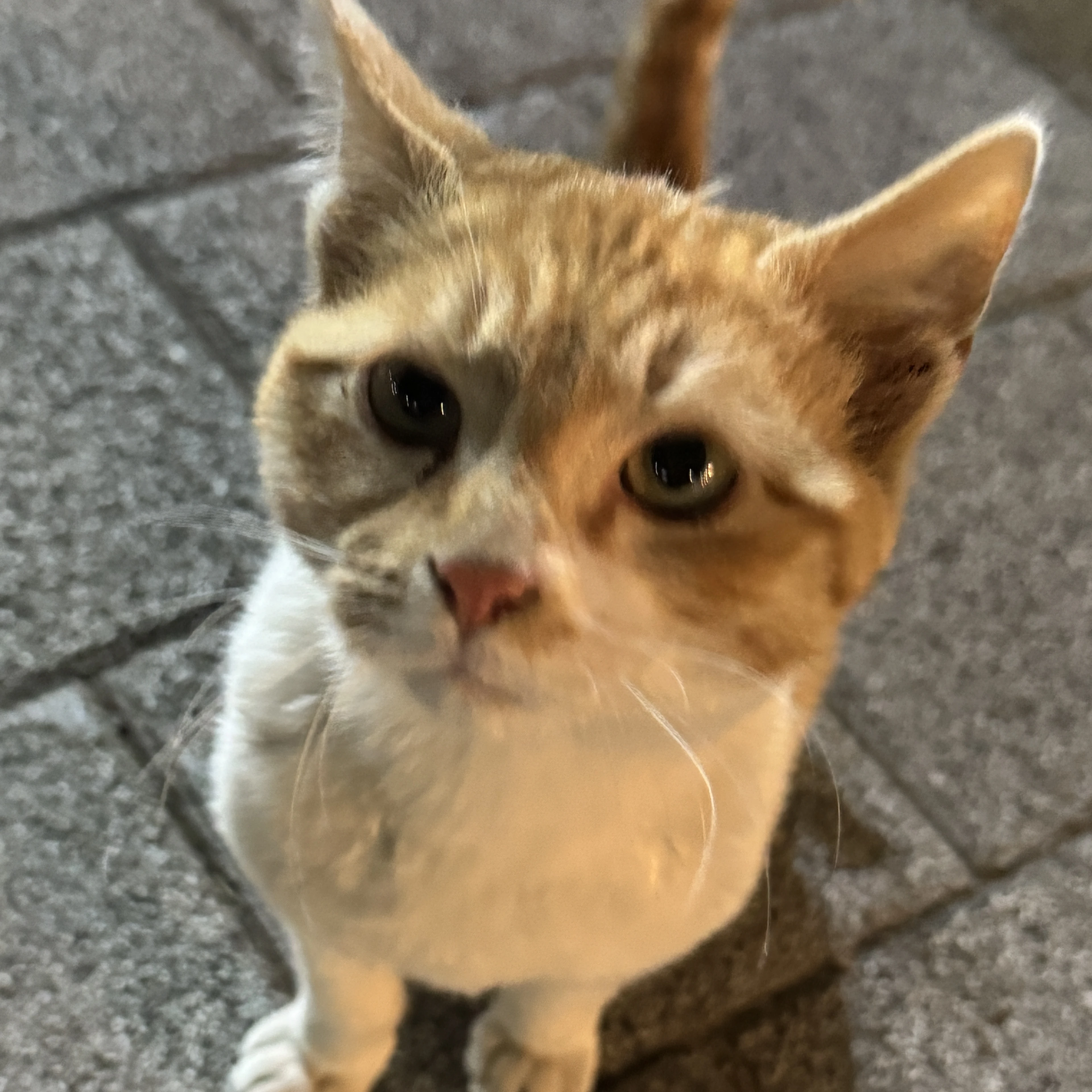 하루