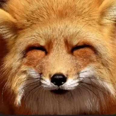 Profile image of 여우