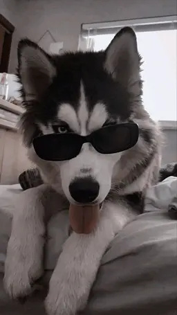 Profile image of Kairo